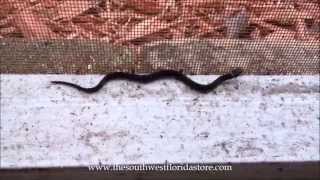 Newly Hatched Ringneck Snake [upl. by Raamal]