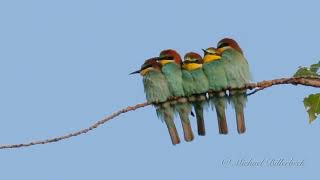 European Beeeaters Merops apiaster  Bienenfresser 4 [upl. by Alexandr]