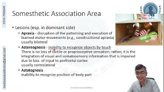 Parietal Lobe Functional Areas [upl. by Irac971]