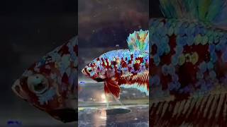 Barongsai Siamese Fighter Fish  siamesefightingfish siamese fighterfish bettafish shorts [upl. by Rise]