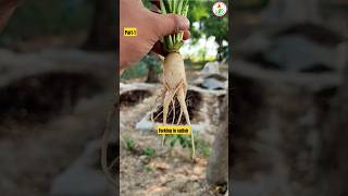 What is Forking disorder in radish मूली forkingdisorder radish agrihindustan Part1 [upl. by Haugen]