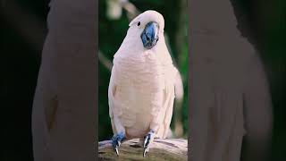 Empathetic Bird COCKATOO 🙏empathetic music song short bird cockatoo [upl. by Wiley]