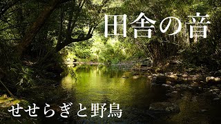 田舎の音 せせらぎと野鳥の鳴き声 [upl. by Ahtebbat]