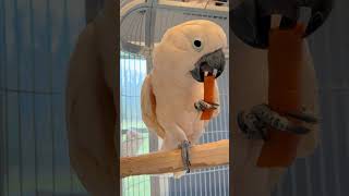 Louie the Moluccan Cockatoo 🥕 cockatoos bird [upl. by Notloc]