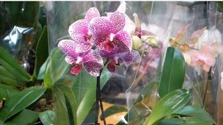 Phalaenopsis Orchids Watering Lighting and Fertilizing [upl. by Fernald]