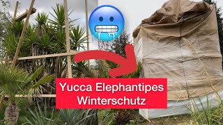 Yucca Elephantipes Winterschutz  Auspflanzen und Winterfest machen mit Heizlüfter [upl. by Adahsar716]