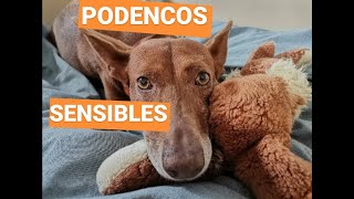 Los podencos ✅PERROS SENSIBLES🐶 2Nuevos amigos [upl. by Corbin]