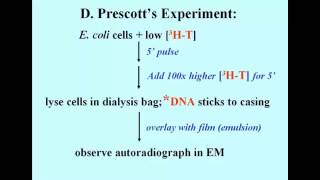 Prescott Experiment [upl. by Sower706]