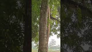 MONKEY LAND 🐒funny cute funnyvideos viralvideonature youtubeshortstrending shortsshortvideo [upl. by Assenab851]