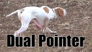 Keklik Avı Pointer Ferma Caccia Chasse Caza Hunting Videos [upl. by Nnayram]