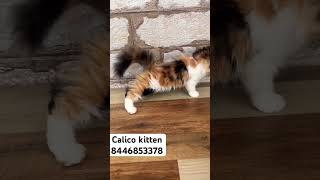 Calico kitten  8446853378 catsbae cat catbreed [upl. by Dnesnwot]