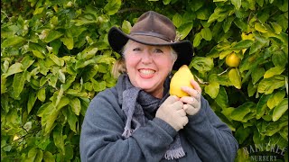 How to Harvest Quince [upl. by Drol]