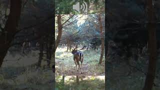 ODGŁOSY DANIELA fotopułapka daniel bekowisko las trailcam fallowdeer deer forest nature [upl. by Kieger]