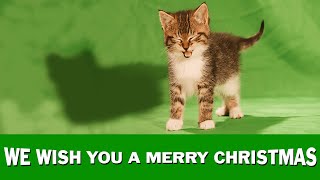 Jingle Cats quotWe Wish You a Merry Christmasquot [upl. by Atikir]