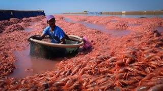 🦞🦐Shrimp Farming and Manufacturing in Factory 🍤🦐 Shrimp Processing Plant [upl. by Harobed798]