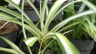 Spider Plant  Lili Paris  Chlorophytum comosum [upl. by Eillit]