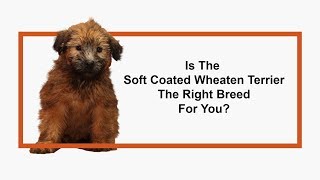 Everything you need to know about Soft Coated Wheaten Terrier puppies 2019 [upl. by Estus49]