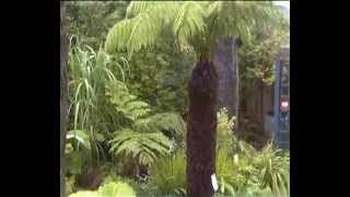 Dicksonia Antarctica and Cyathea Cooperi fernery [upl. by Courtland]