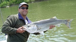 FISHING FOR STRIPERS on the Upper Tidal Potomac River [upl. by Akihsal]