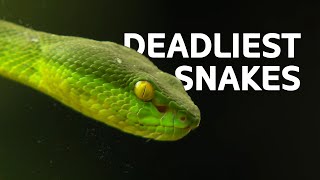 The Top Deadliest Snakes Found In Asia  Snakes Documentary [upl. by Goth482]