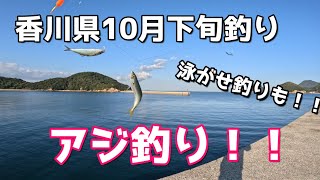 香川県10月下旬 アジ釣り！！泳がせ釣りも！ [upl. by Anawik948]