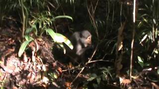 An adult female sooty mangabey Cercocebus atys consuming a Sacoglottis gabonensis seed [upl. by Merlin46]