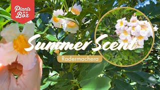 Theres nothing she cant do Radermachera Summer Scent the perfect flowering shrub [upl. by Donnell]