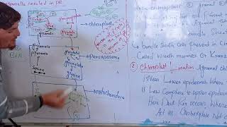 PhotorespirationC4 plantsC4 cycle [upl. by Hagai]