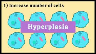 Cellular Growth Adaptations  Hyperplasia Hypertrophy Atrophy Metaplasia [upl. by Eelirak]