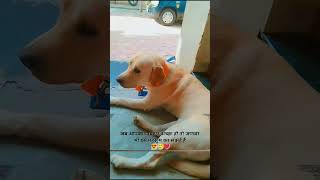 Matinalli helalare nuytshorts animals animallover honesty doggie rayadutrending status dog [upl. by Nakada355]