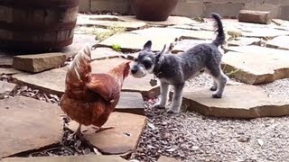 Puppy Gets Pecked on the Nose by a Chicken [upl. by Delahk]