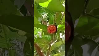 syzygium samarangense Water Apple red variety with large seed [upl. by Edrick]