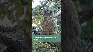 Blakistons fish owl  A charismatic giant with a personality to match [upl. by Loux410]