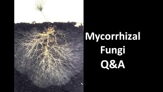 Do You Need to Buy or Gather Mycorrhizal Fungi [upl. by Leeda171]