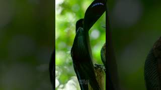 Black Sicklebill Dancing in Courtship Display [upl. by Aerda]