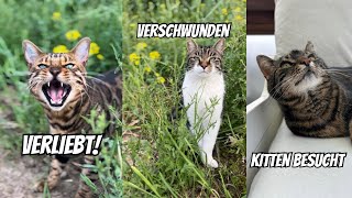 Europäische Kurzhaarkatze trifft auf Main Coon Baby Lilo amp keiner weiß wo Wurmi ist ￼nach Unwetter [upl. by Sinnaoi974]