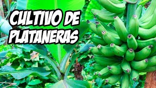 EL MEJOR MÉTODO para Cultivar Plataneras o Bananeras 🍌  La Huerta de Ivan [upl. by Shu861]