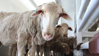 Live sheep exports to be banned in 2028 [upl. by Swane]