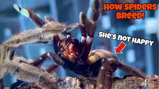 How do Tarantulas breed P Irminia breeding 🤯😱 [upl. by Terzas]