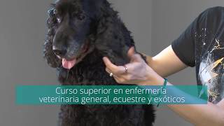 Curso de Asistente Veterinario Ecuestre y Exóticos  MasterD [upl. by Nosidda]