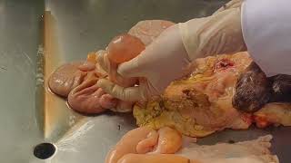 Partially Luteinized Follicular cyst in cows animal reproduction veterinary sciencestudent [upl. by Elyc]