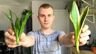 Salvaging Your Houseplants From Root Rot [upl. by Nisotawulo136]