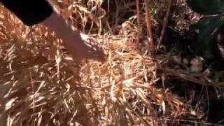 Pruning Hakone Grass [upl. by Eslud]