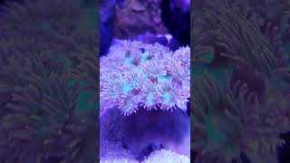 Pagoda Cup Coral LPS  Turbinaria Peltata [upl. by Gaal]