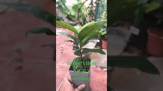 Diospyros Nigra  Choco Pudding Fruit seedling garden blacksapote seedling fruit tree plants [upl. by Tymothy544]