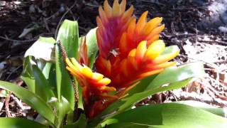 Bromeliad  Vriesea splendens  Flaming Sword  Top 10 Bromeliads HD 21 [upl. by Ydrah]