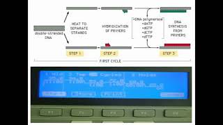 Procedures of PCR Amplifications [upl. by Nedlog]