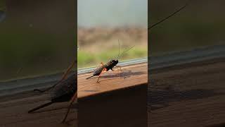 The mighty little Ichneumon Wasp Pimpla rufipes wasp parasitoid [upl. by Nedyaj281]