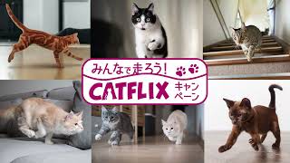 CATFLIX  PR映像 [upl. by Ralyat]