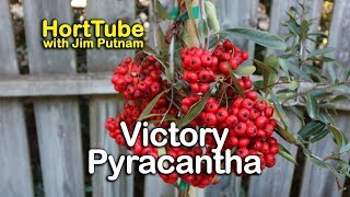 Victory Pyracantha  Home Landscaping [upl. by Nekal]